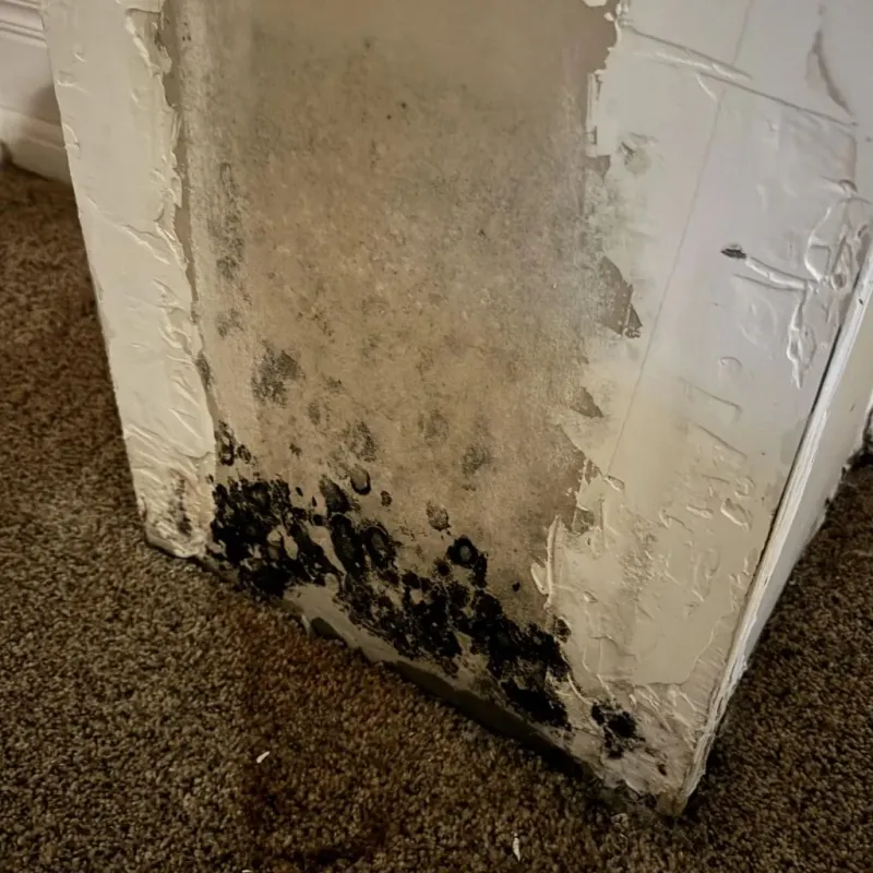 Professional Mold Removal in Overland Park, KS